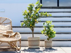 Chic Antique Træer og Planter