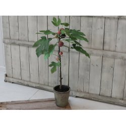 Chic Antique - Figentr i keramik potte H76 cm.