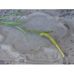 Chic Antique - Kunstig grsstr L95 cm. 