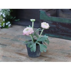 Chic Antique - Kunstig blomst, Ranunkel i keramik potte