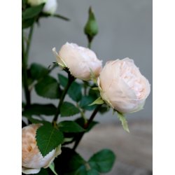 Chic Antique - Kunstig blomst, rose i keramik potte