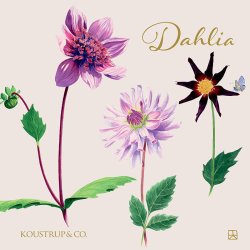 Koustrup&Co. - Kvadrat Kortmappe Dahlia 8 Kort