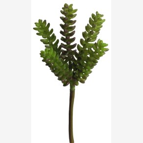Sedum Sukkulent H: 24 cm.