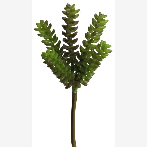 Sedum Sukkulent H: 24 cm.