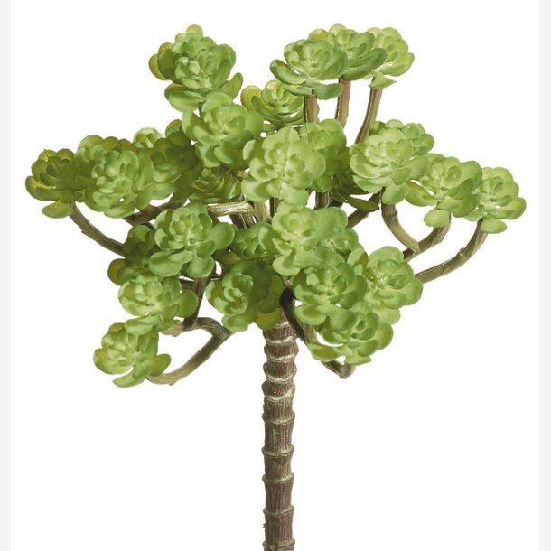 Sukkulent Grn H: 22 cm.