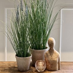 Speedtsberg - Lavendel i potte H: 60 cm.