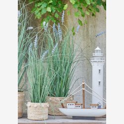 Speedtsberg - Lavendel i potte H: 60 cm.