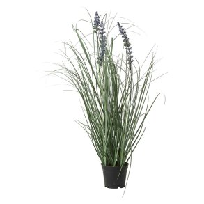 Speedtsberg - Lavendel i potte H: 60 cm.