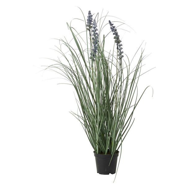 Speedtsberg - Lavendel i potte H: 60 cm.