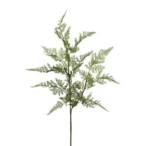 Bregne blad L: 81 cm.