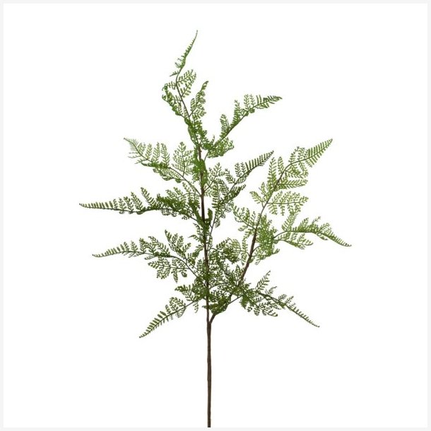 Bregne blad L: 81 cm.