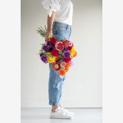 J-Line - Krysantemum Stilke Buket m/7 stk. Lilla L: 26,5 cm. 