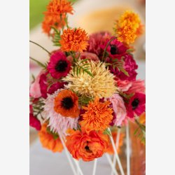 Krysantemum Stilke Buket m/7 stk. Orange L: 26,5 cm. 