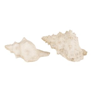 Speedtsberg - konkylier st m/2 stk. ca. 15 cm. 