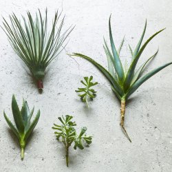 Speedtsberg - Aloe Vera Grn, H: 43 cm.