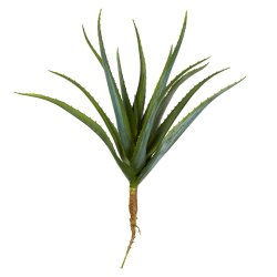Speedtsberg - Aloe Vera Grn, H: 43 cm.