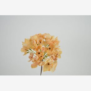 Hortensia blomst, Champagne L: 40 cm.