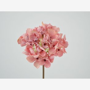 Hortensia blomst, Lyserd L: 40 cm.