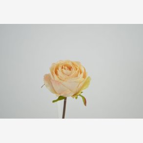 Rose stilk, Champagne L: 40 cm.