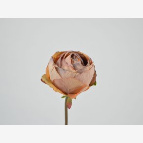 Rose stilk, Rust L: 40 cm.
