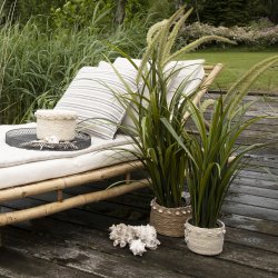 Speedtsberg grs i potte H90 cm