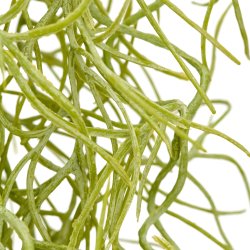 Barbara - Tillandsia H�ngeplante - Gr�/Gr�n - 80 cm