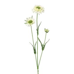 Scabiosa Hvid H: 64 cm.
