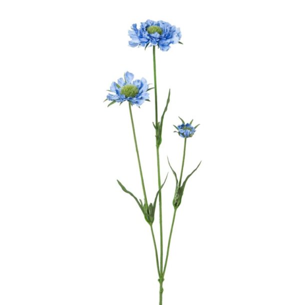 Scabiosa Lysebl� H:64cm.