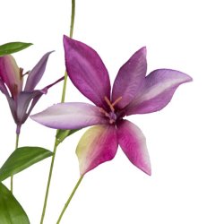 Klematis Pink H:84cm.