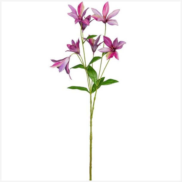 Klematis Pink H:84cm.