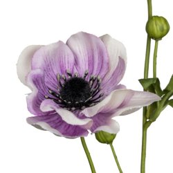 Anemone Lyselilla H:81cm.