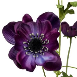 Anemone Lilla H:81cm.