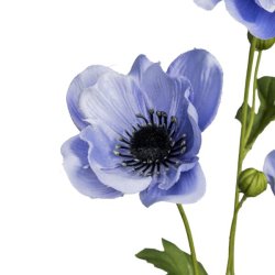 Anemone Lysebl� H:81cm.