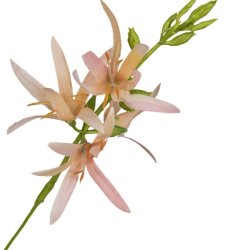 Pr�rielilje Abrikos H:101cm.