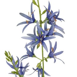 Pr�rielilje Bl� H:101cm.