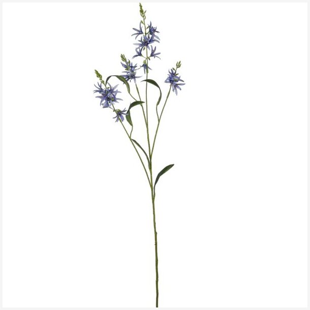 Pr�rielilje Bl� H:101cm.