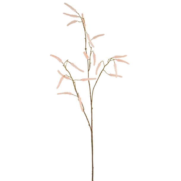 Acalypha Fersken Farvet H: 72 cm.