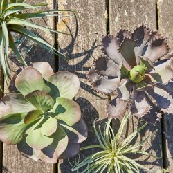 Speedtsberg - Sukkulent Grn, H: 29 cm.