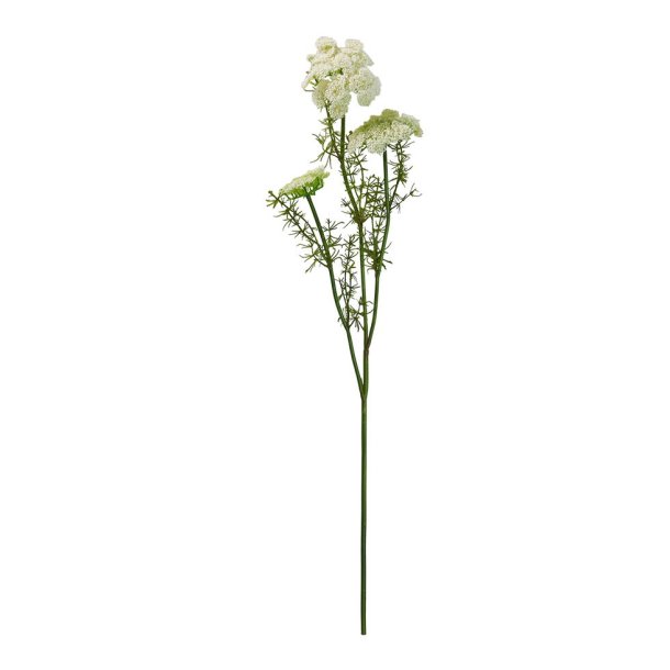 Speedtsberg - Vild gulerod stilk Hvid L:  73 cm.