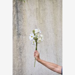 Speedtsberg - Stolt kavaler stilk L45cm plastik blomst