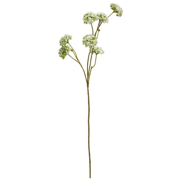 Speedtsberg - Virbunum Stilk L: 73 cm. 