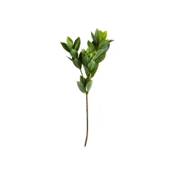Speedtsberg - Laurb�r stilk Gr�n 82 cm.