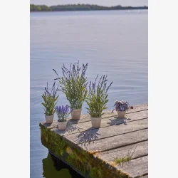 Speedtsberg - Naturtro lavendel i potte i plastik H33cm, Lilla
