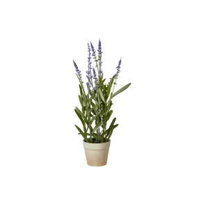 Speedtsberg - Naturtro lavendel i potte i plastik H33cm, Lilla