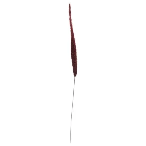 Speedtsberg - Gr�s stilk Burgundy 71 cm.