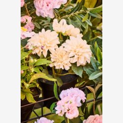 Ib Laursen - Dahlia i potte m/5 blomster 25x22cm - Flere farver