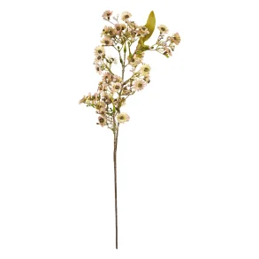 Speedtsberg - Asters stilk Rose 60 cm.
