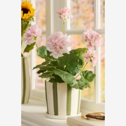 Ib Laursen - Dahlia i potte m/5 blomster 25x22cm - Flere farver