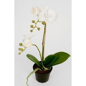 Orkide/Phalaenopsis i potte 45 cm. hvid