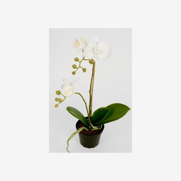 Orkide/Phalaenopsis i potte 45 cm. hvid